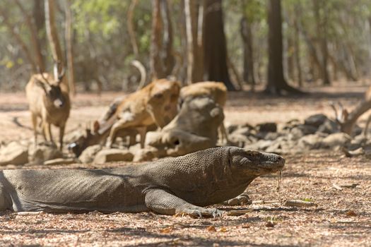 Komodo Dragon watching a group of wild deers at the waterhole