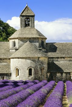 Abbey of Senanque and blooming rows lavender flowers. Gordes, Luberon, Vaucluse, Provence, France. 