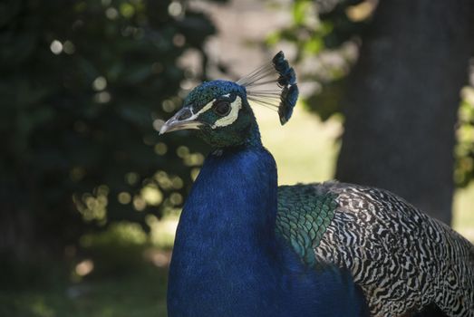 A peacock walks around a garden, South Africa