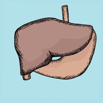 Hand drawn human stomach and liver over halftone