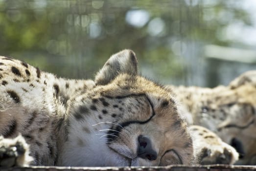 Two cheetahs sleep in a game reserve, South Africa