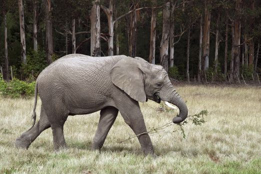 An elephant picks a branch from a tree and takes it away to eat later