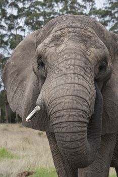 Close up of an elephant eating South Africa