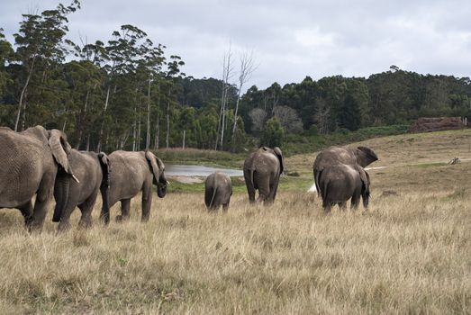 Herd of elephants walking in a game reserve, south africa