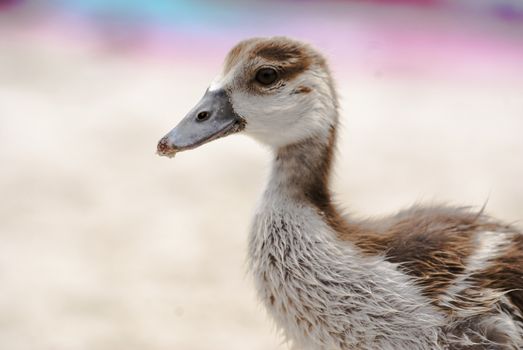 A close up of an Egiptian gosling