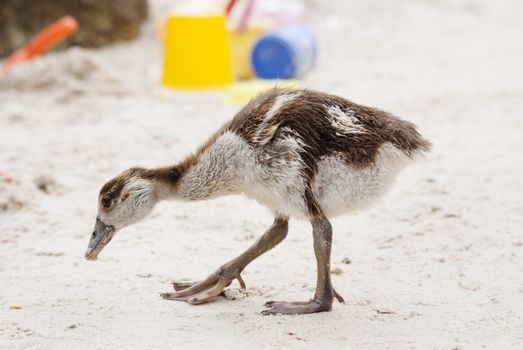 An Egyptian gosling pecks around a public beach