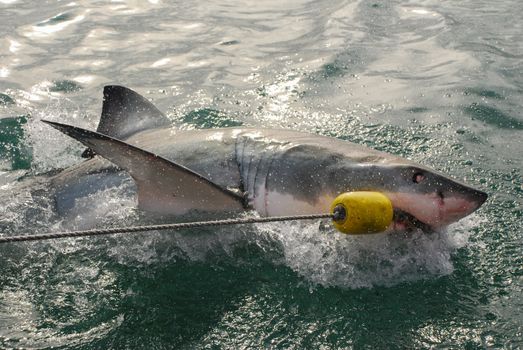 A great white shark bites into the bait from a cge diving boat in Gansbaai, South Africa