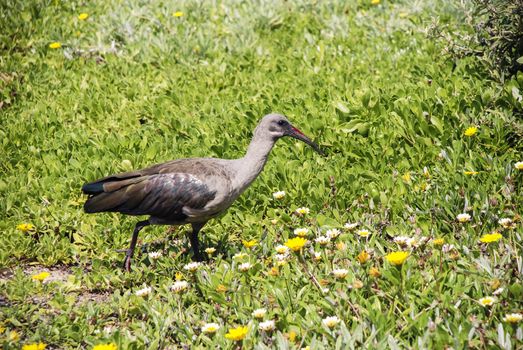 A hadeda ibis in a flower bed, South Africa