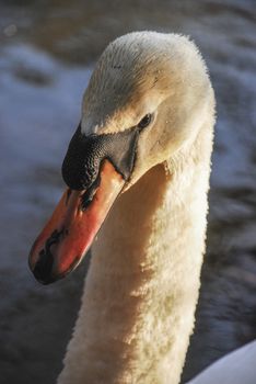 A close up of a mute swan