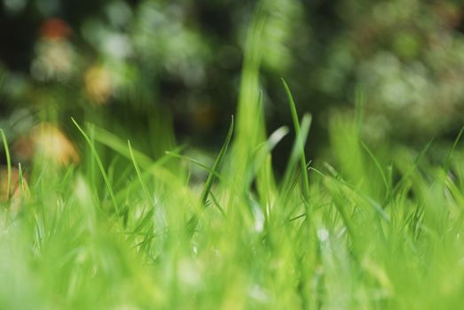 Blades of grass on a sunny day