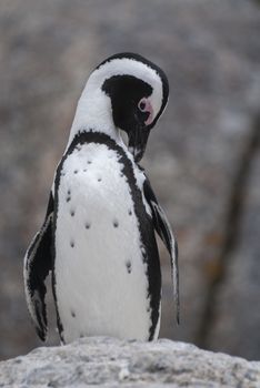 An African penguin on a rock