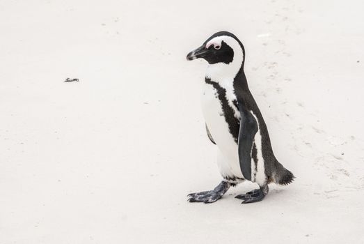 An African penguin on a beach