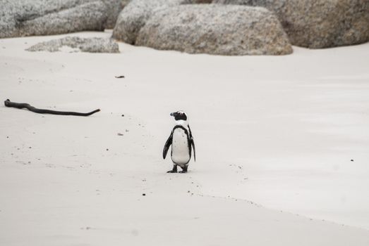 An African penguin on a beach