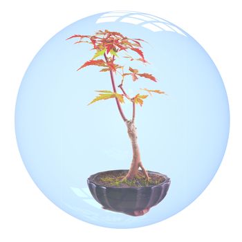 Acer palmatum bonsai inside a bubble, isolated over white