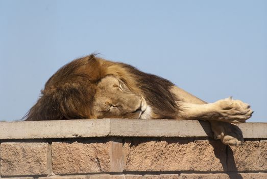 A lion sleeps ontop of a structure in it