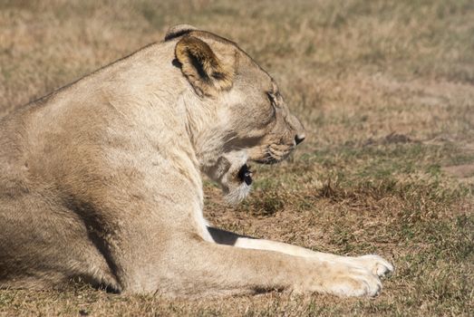 A lioness roaring