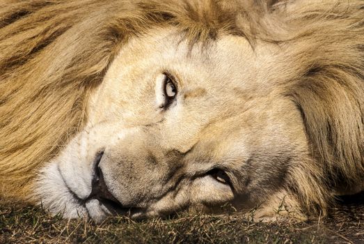 A white lion stares straight into the camera lens, South Africa