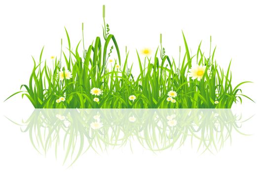 Green grass with flowers isolated on white background