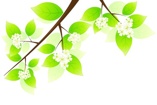Two Spring tree branches with flowers isolated on white background