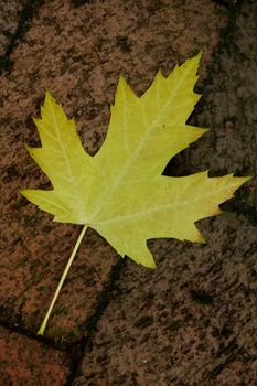 Yellow sycamore maple (acer pseudoplatanus) leaf lying on red brick floor