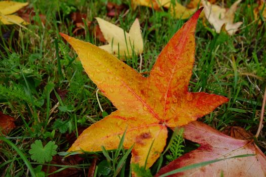 Orange and red leaf of sweet gum tree (liquidambar styraciflua) in autumn / fall