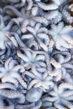 Fresh Squid lay on Tray . cover with Ice.crop frame. Top view shot.