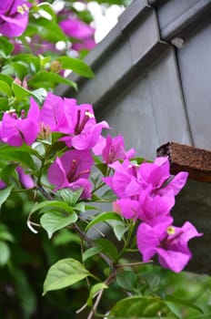 The pink Bougainvillea or Paper flower or Bougainvillea hybrida in the garden