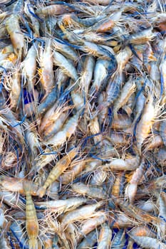 Close up of various kind of raw shrimps