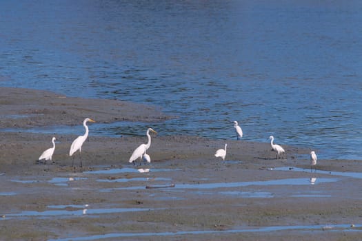 snowy egret, egretta thula while eating fish at cha am