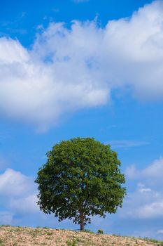 single old tree on the grass field