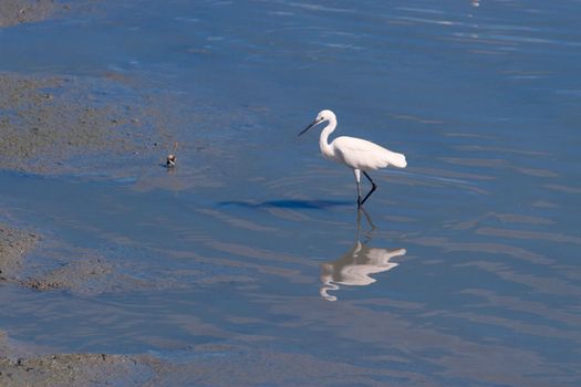 snowy egret, egretta thula while eating fish at cha am