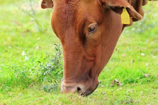 brown zebu grazing fresh grass  on green meadow