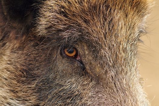 face closeup of a wild boar ( Sus scrofa )