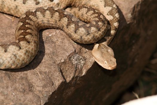 dangerous venomous european snake (Nose horned viper, Vipera ammodytes, female) basking on a rock