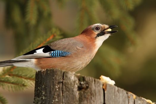 hungry eurasian jay ( Garrulus glandarius ), hungry bird eating pieces of bread on a stump