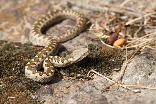 juvenile sand viper in situ ( Vipera ammodytes ), standing on dry moss