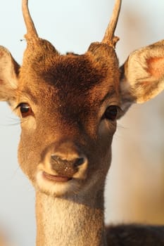 portrait of young fallow deer buck ( Dama )