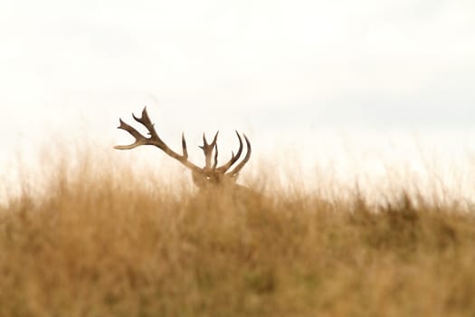 red deer ( Cervus elaphus )  big trophy hiding in big faded grass during rutting season