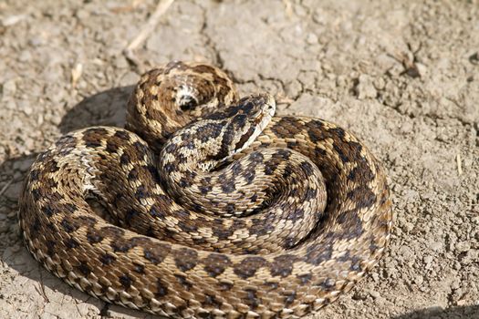 vipera ursinii rakosiensis ( the elusive meadow adder ) on the ground, wild adult female photographed in Romania