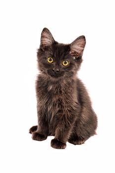 A fluffy black kitten sitting on a white background