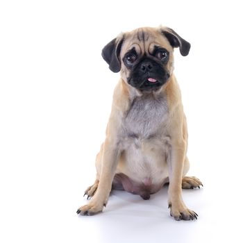 Pug dog Sitting in front of white background, front view, high key, square image