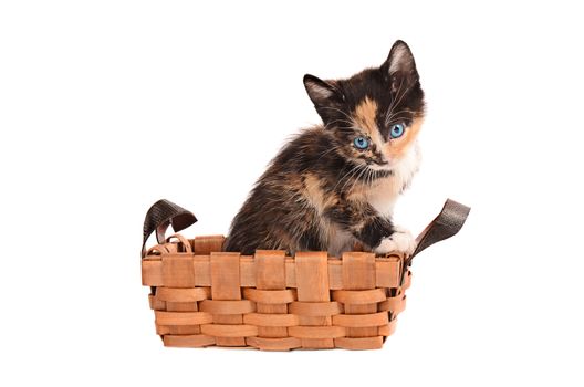 A calico kitten in a basket on a white background
