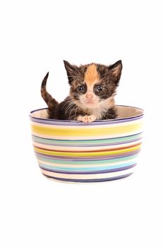 A calico kitten in a bowl on a white background