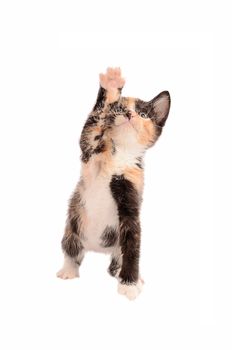 A calico kitten reaching up on a white background