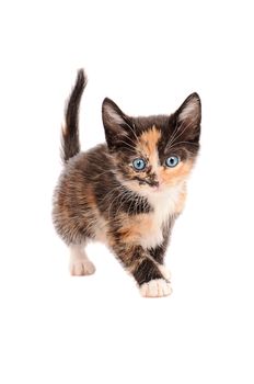 A calico kitten standing on a white background