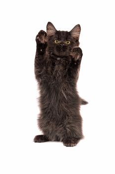 A fluffy black kitten standing on a white background