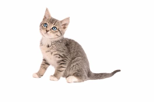 A Tabby Kitten sitting on a white background
