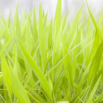 Leaves of grass with dew drops on a blade of grass. In the morning, the cold weather