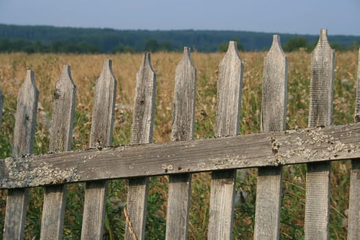 Old wooden fence, covered with lichen. Behind the fence - field. Russian village