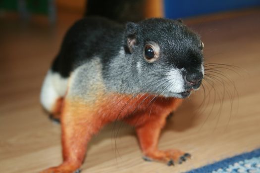 Indonesian homemade squirrel curiously looking at the camera